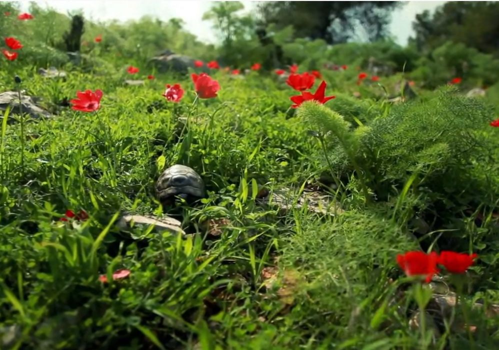 Doğa ile Baş başa Kalmak İster misiniz?