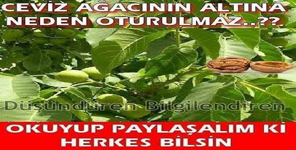 Ceviz Ağacının Dibine Oturmayın