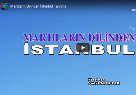 Martıların dilinden İstanbul